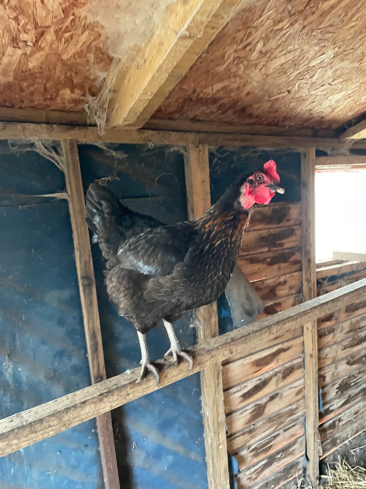 Hen on perch